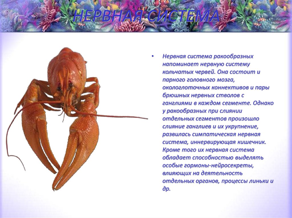 НЕРВНАЯ СИСТЕМА