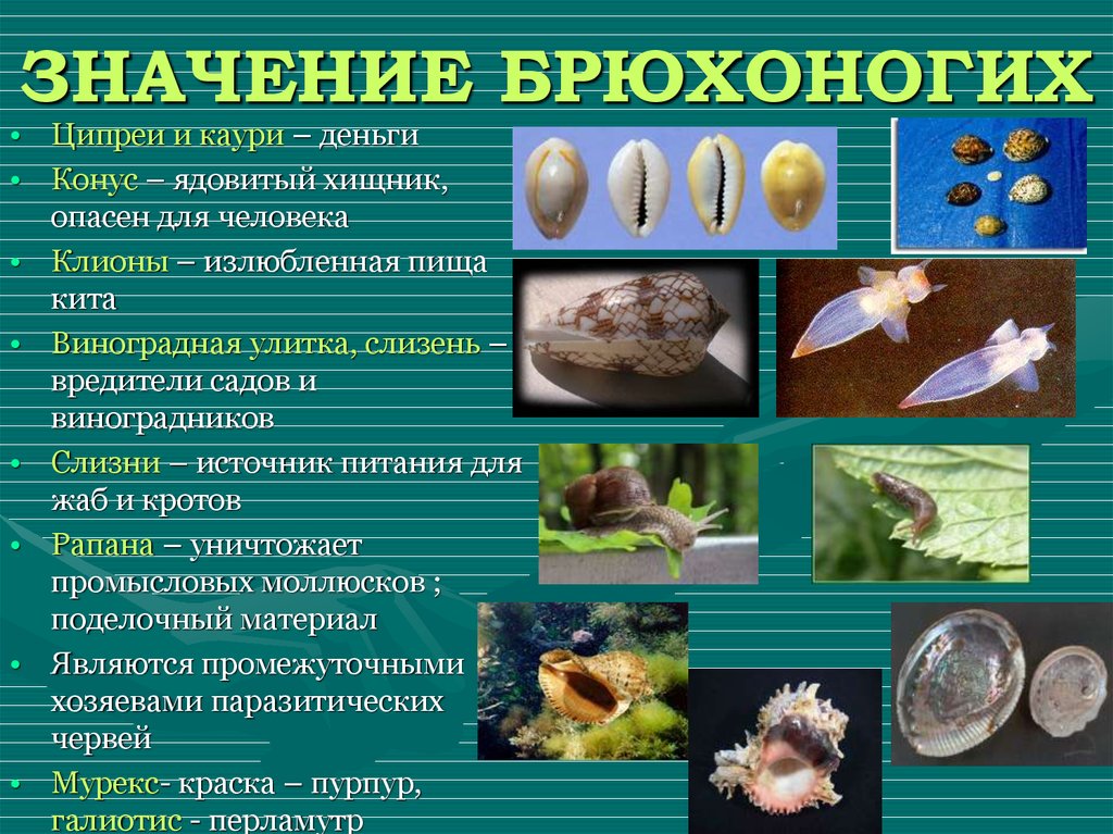 Питание моллюсков