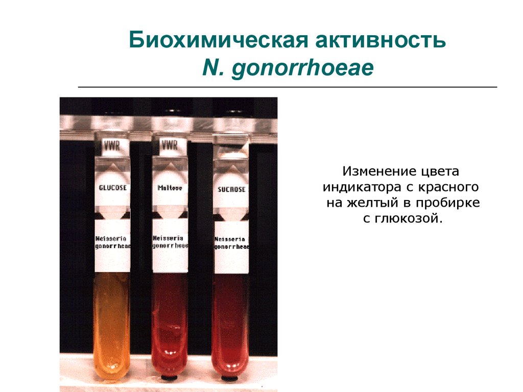 Сахаролитическая активность. Гонококки биохимические свойства. Биохимическая активность изменение цвета. Биохимические свойства гонококков. Гонококки ферментативные свойства.