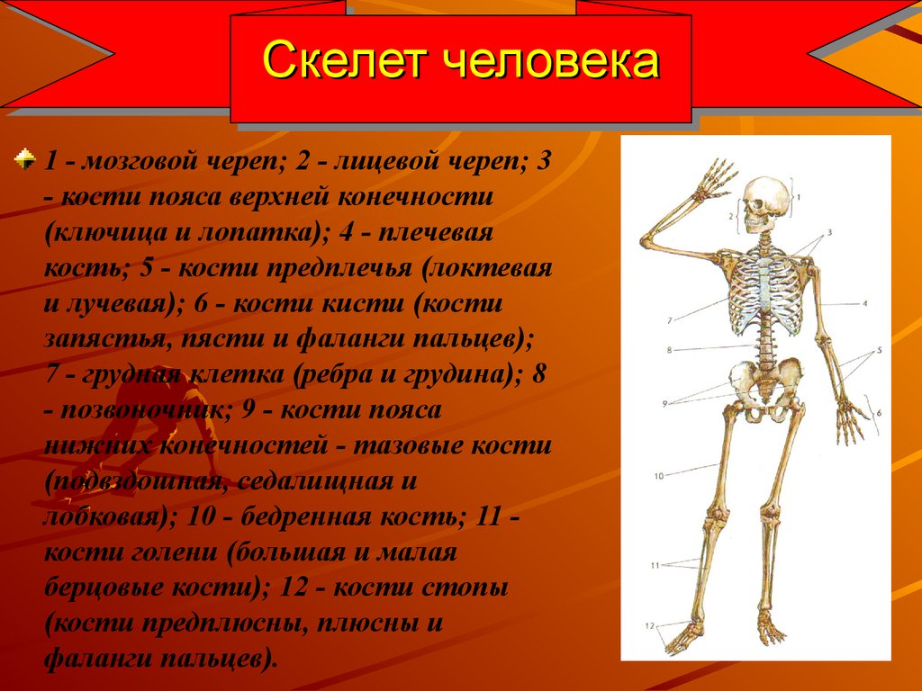 Для скелета не характерна. Человеческий скелет. Скелет человека кратко. Кости скелета кратко. Скелет человека доклад.