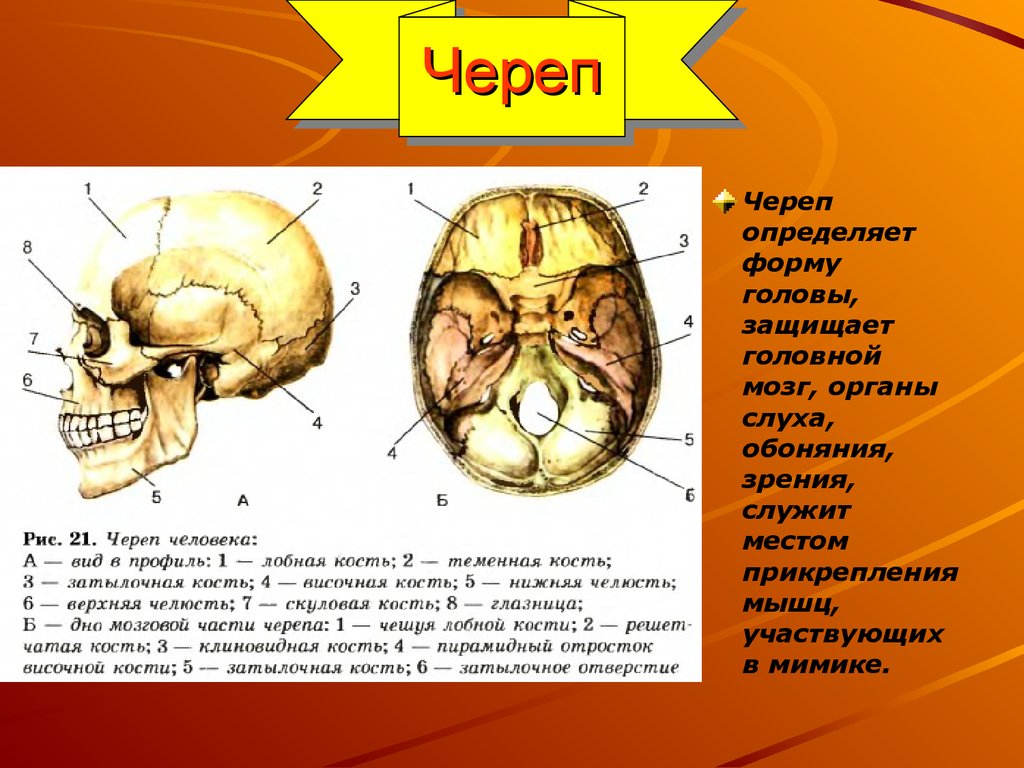Назови кости черепа. Кости черепа анатомия. Строение черепной коробки человека. Название частей черепа. Череп и кости черепа анатомия.
