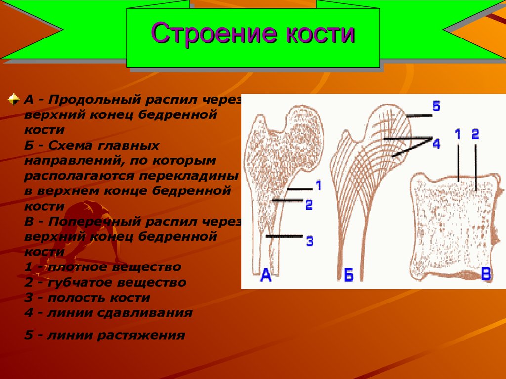 Особенности строения костей. Строение бедренной кости на распиле. Продольный распил кости. Строение кости на распиле. Распил трубчатой кости.