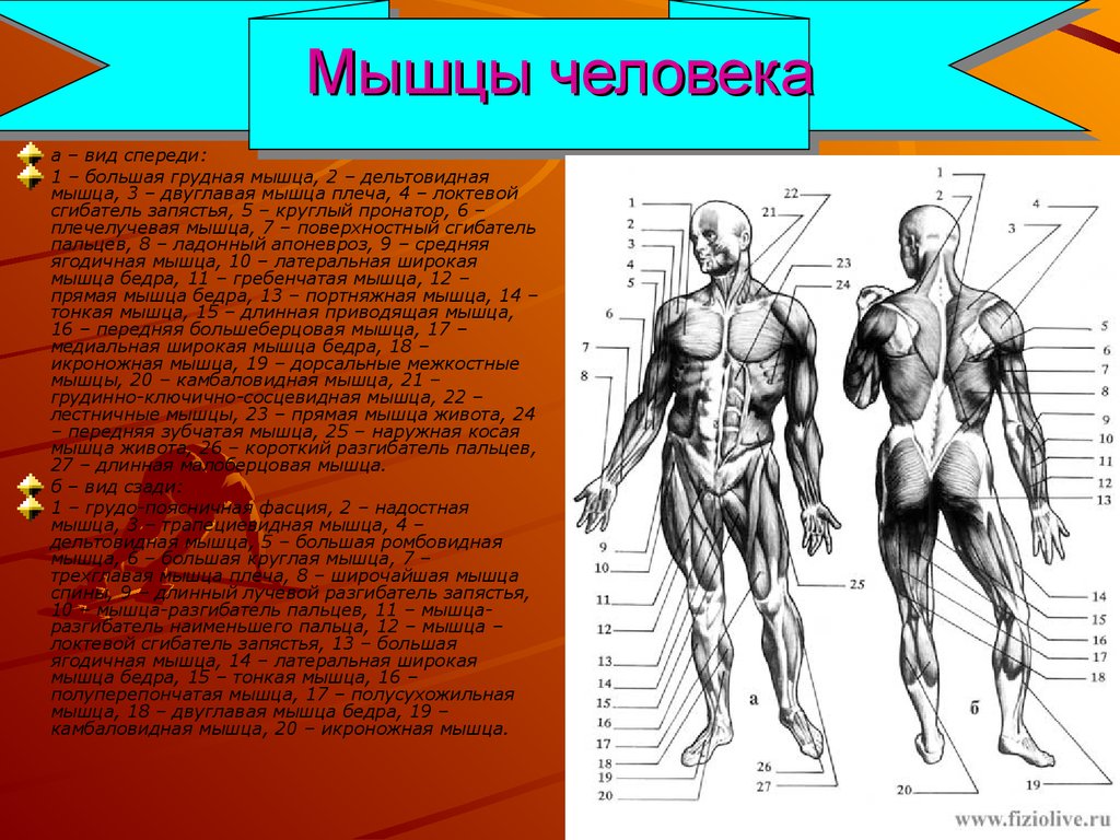Какая мышца изображена на рисунке. Мышцы туловища и конечностей 8 класс биология. Мышечная система схема строения. Мышечная система человека анатомия 8 класс.
