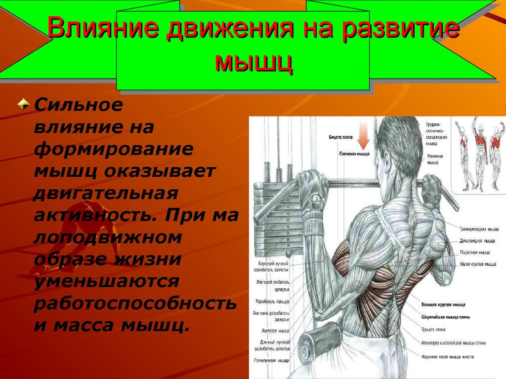 Развитие группы мышц. Развитие мышц. Влияние физических упражнений на мышечную систему. Физические упражнения для мышц. Упражнения влияющие на мышцы.