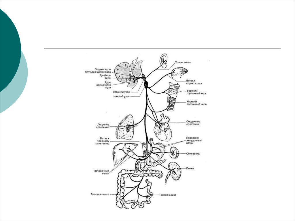 Двигательная иннервация. Схема блуждающего нерва анатомия. Вагус нерв схема. Блуждающий нерв иннервация сердца схема. Схема 10 пары черепных нервов.