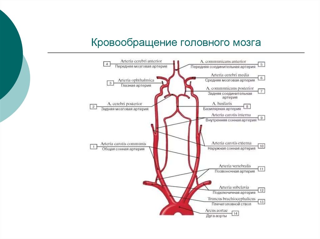 Поступление крови в мозг. Строение артерий головного мозга. Схема кровоснабжения артерий головного мозга. Кровоснабжение головного мозга анатомия схема. Интракраниальные артерии головного мозга.