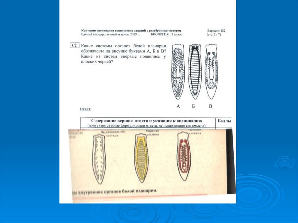 Системы органов белой планарии таблица