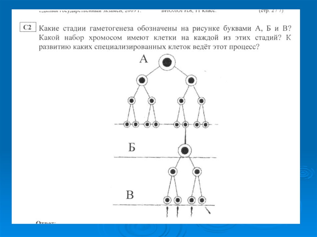 Какой набор в клетках. Гаметогенез задания ЕГЭ. Набор хромосом на первой стадии гаметогенеза. Гаметогенез набор хромосом. Какие стадии гаметогенеза обозначены на рисунке.