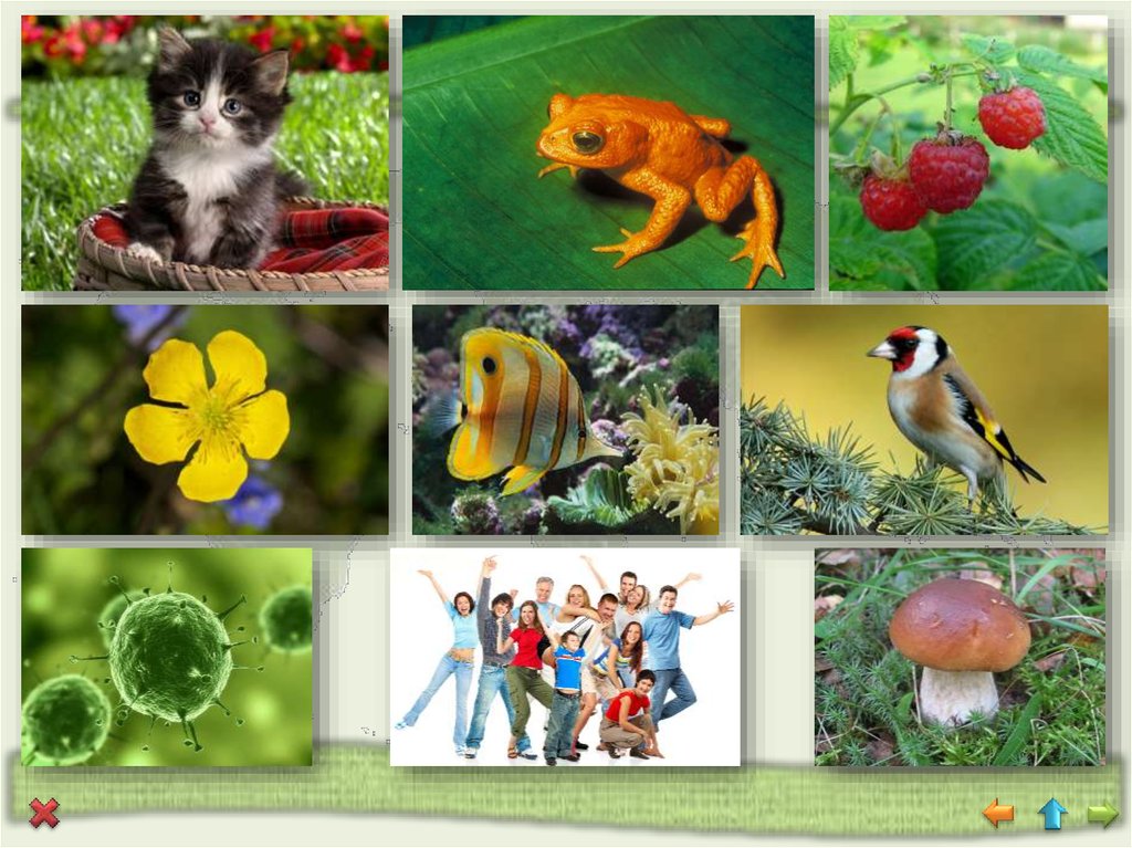 Сообщество живых организмов и неживых организмов. Живые и неживые животные. Живые организмы и неживые организмы. Неживая природа животные. Живые предметы.