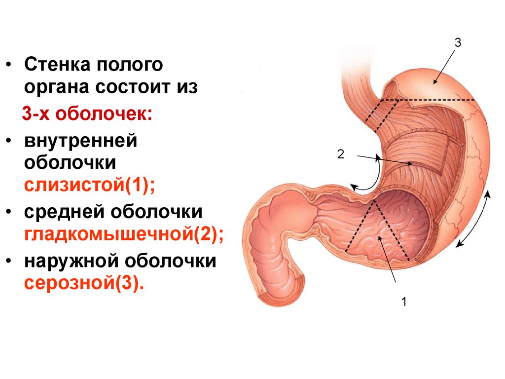 Полые органы человека