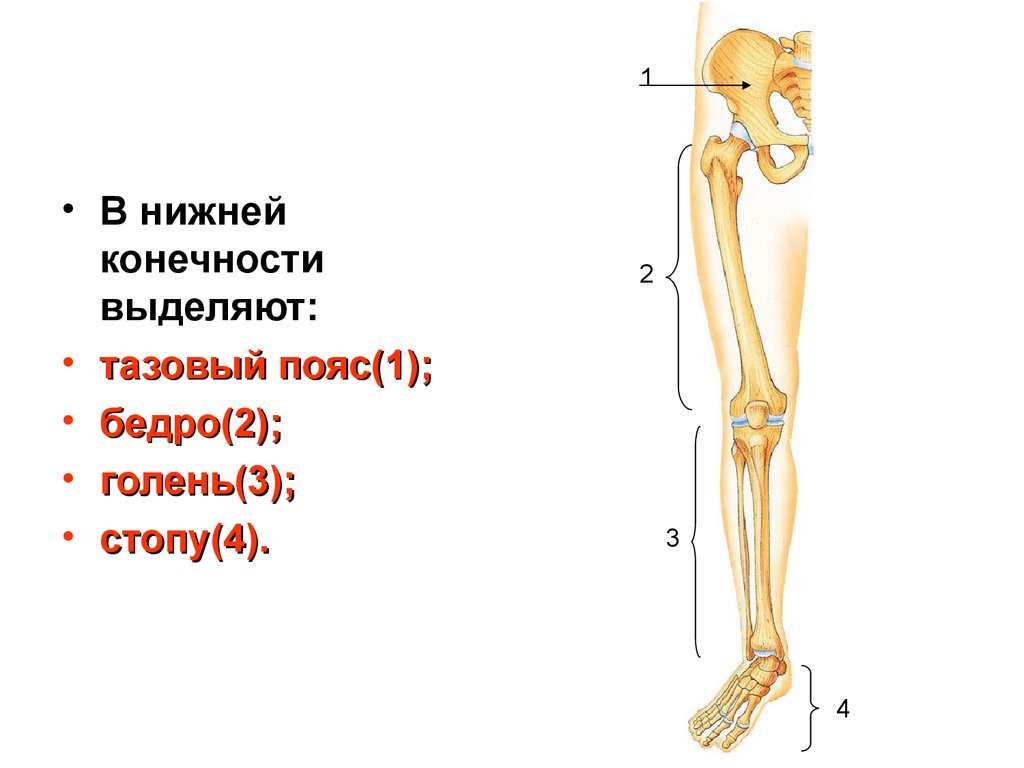 7 скелет конечностей. Отделы скелета нижней конечности человека. Кости пояса нижних конечностей человека анатомия. Скелет нижней конечности человека схема. Скелет пояса нижних конечностей тазовый пояс.