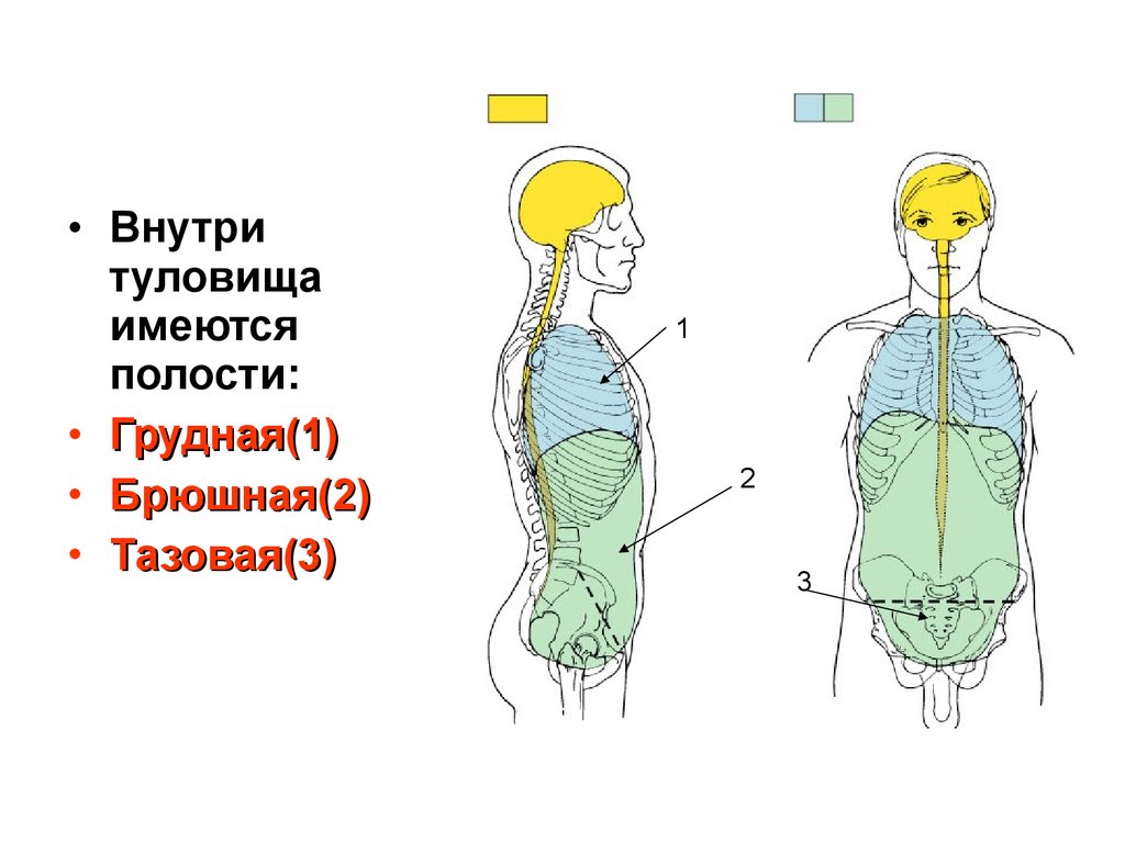 Полости туловища. Брюшная и грудная полости тела человека. Брюшная и грудная полости тела человека разделены. Внутри туловища грудная. Анатомия человека имеется 3 полости грудная брюшная.