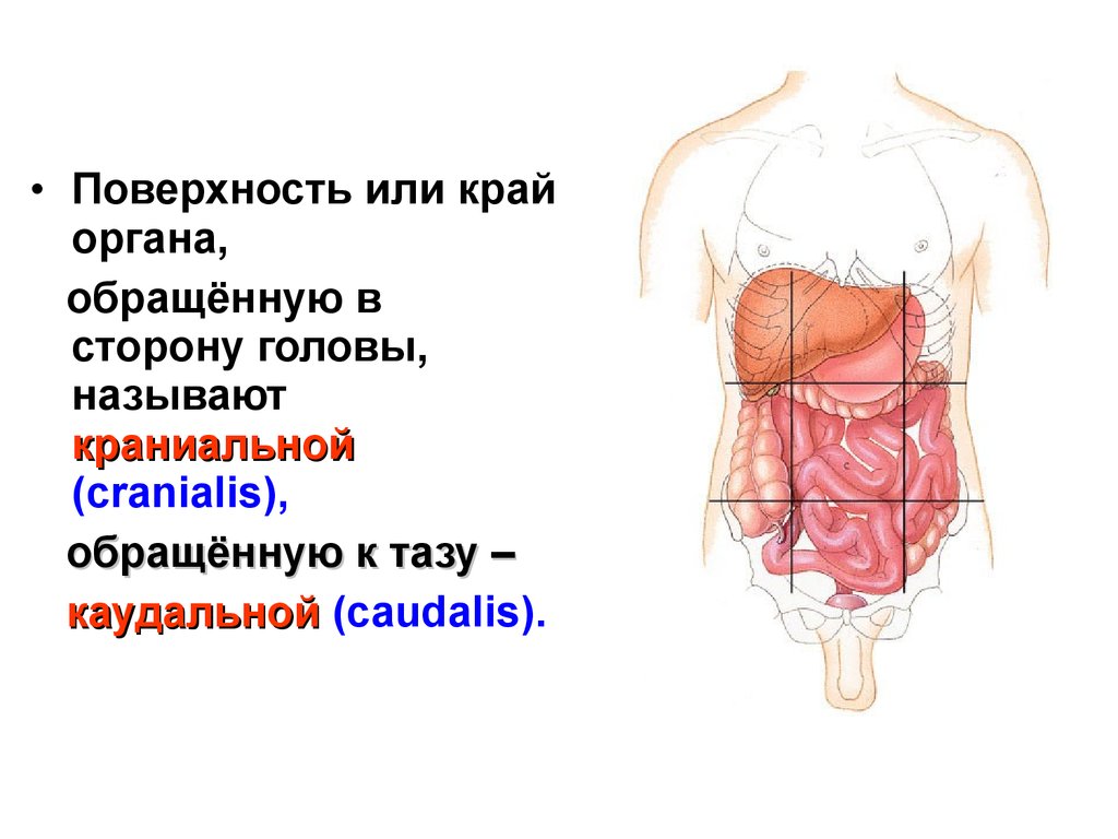 Границы органов