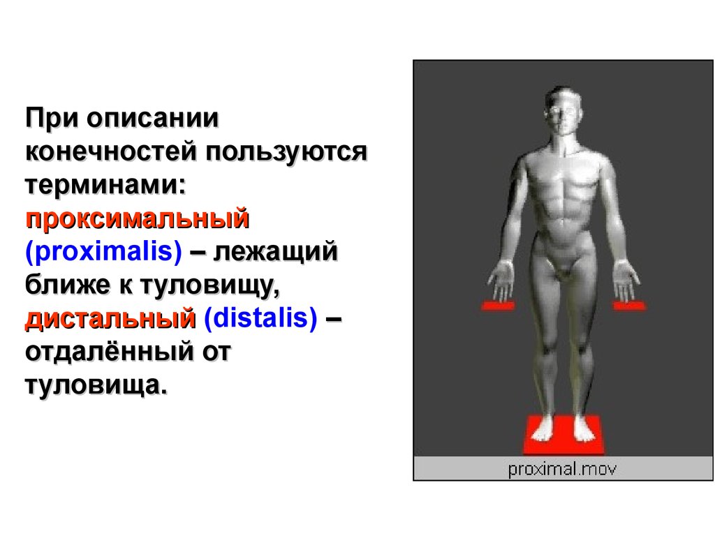 Границы органов