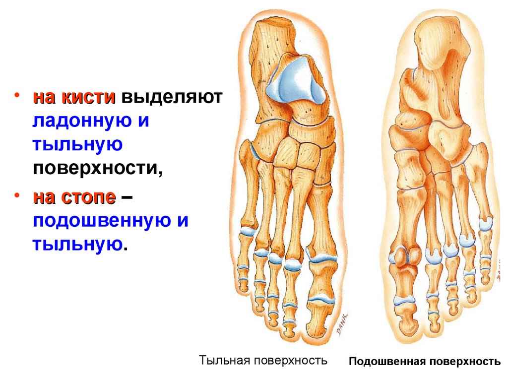 Тыльная поверхность стопы. Кости стопы подошвенная поверхность. Строение кости стопы подошвенная поверхность. Тыльная и подошвенная поверхность стопы. Кости стопы тыльная поверхность.