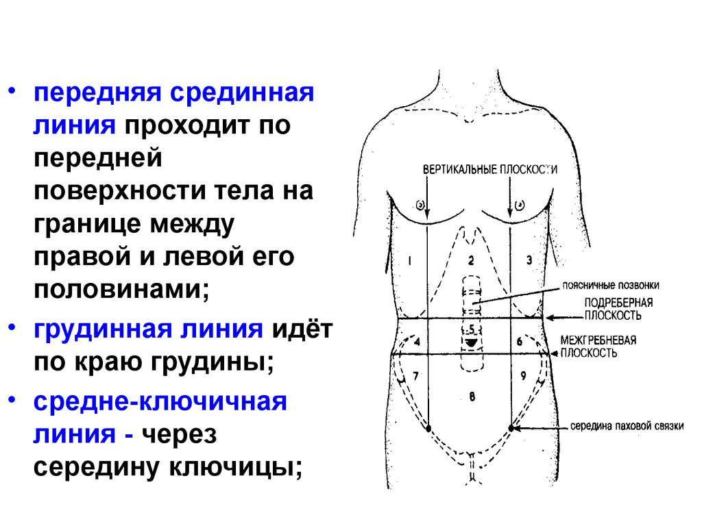 Линии туловища. Передняя срединная линия. Передняя срединная линия тела. Передне срединная линия. Передняя срединная линия проходит.