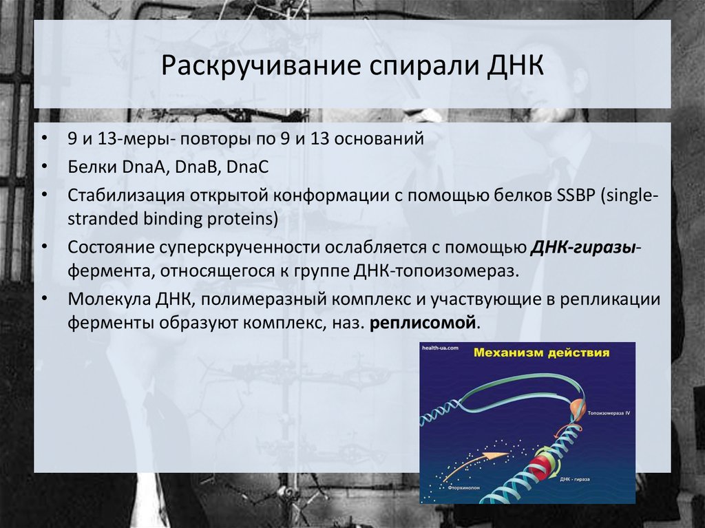 Редупликация днк последовательность. Раскручивание спирали ДНК. Раскручивание двойной спирали при репликации выполняется. Раскручивание ДНК при репликации фермент. Спираль ДНК раскручивается.