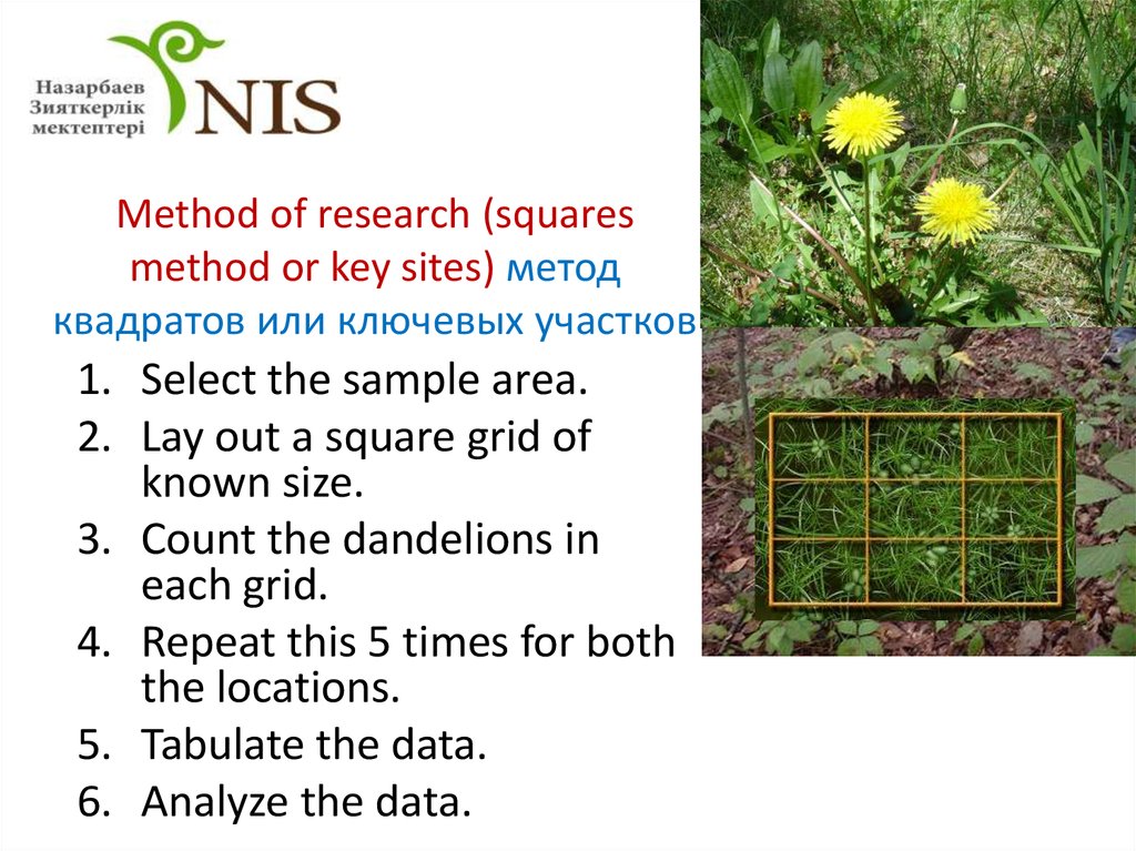 Method of research (squares method or key sites) метод квадратов или ключевых участков