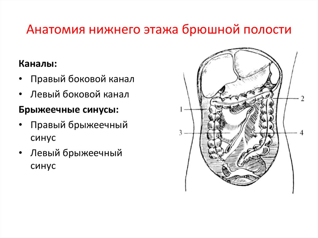 Малая брюшная полость. Карманы синусы каналы топографическая анатомия. Боковые каналы брюшной полости топографическая анатомия. Средний этаж брюшной полости анатомия. Левый боковой канал брюшной полости топография.