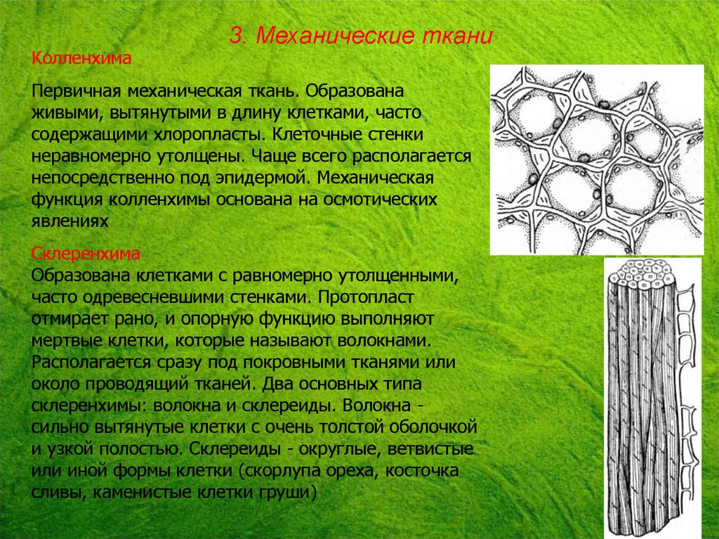 Образованное волокнами. Механическая ткань растений колленхима. Механическая ткань колленхима строение. Механические ткани растений колленхима и склеренхима. Клеточная стенка колленхимы.