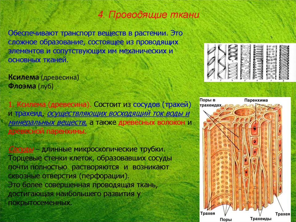 Проводящая ткань свойства. Проводящая ткань трахеиды образовательная ткань. Луб флоэма древесина Ксилема. Ксилема это Проводящая ткань состоящая из. Строение клетки проводящей ткани.