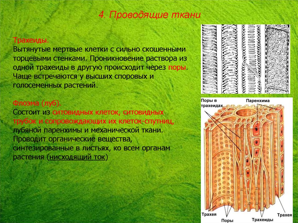 Мертвой тканью является. Ксилема ткань растений. Проводящая ткань Ксилема. Трахеиды ткани растений. Трахеиды проводящей ткани растений.