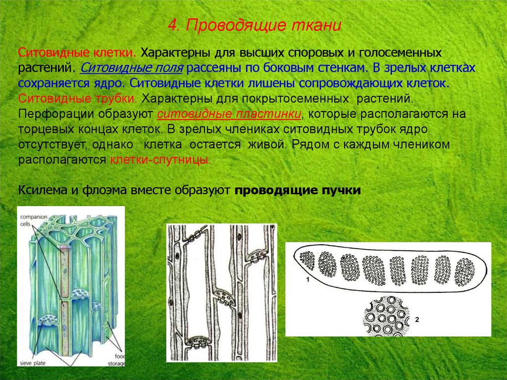 Проводящая ткань растений в состав которой. Трахеиды и ситовидные трубки у растений. Трахеиды и ситовидные клетки. Проводящая ткань ситовидные трубки. Клетки растения ситовидные трубки.