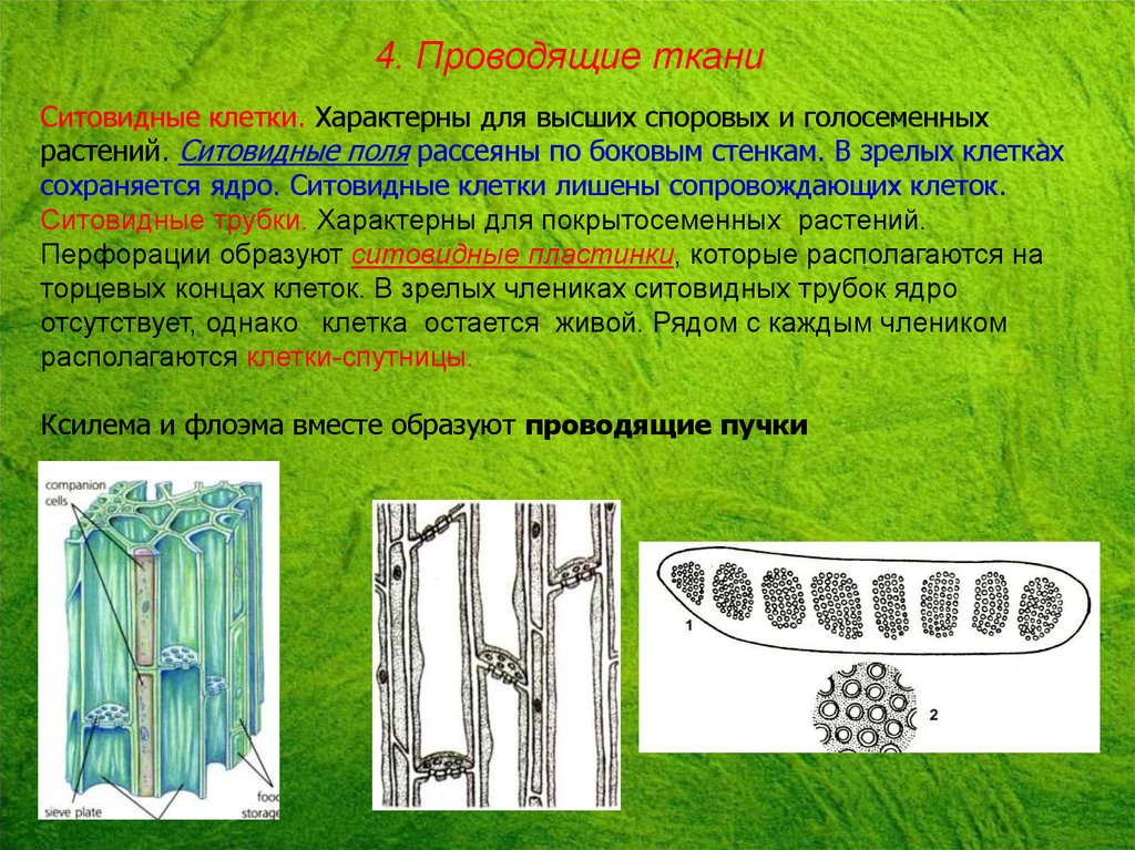 Проводящая ткань растений. Клетки растения ситовидные трубки. Строение ситовидных трубок растения. Ситовидные трубки цветковых растений. Ситовидные трубки у голосеменных.