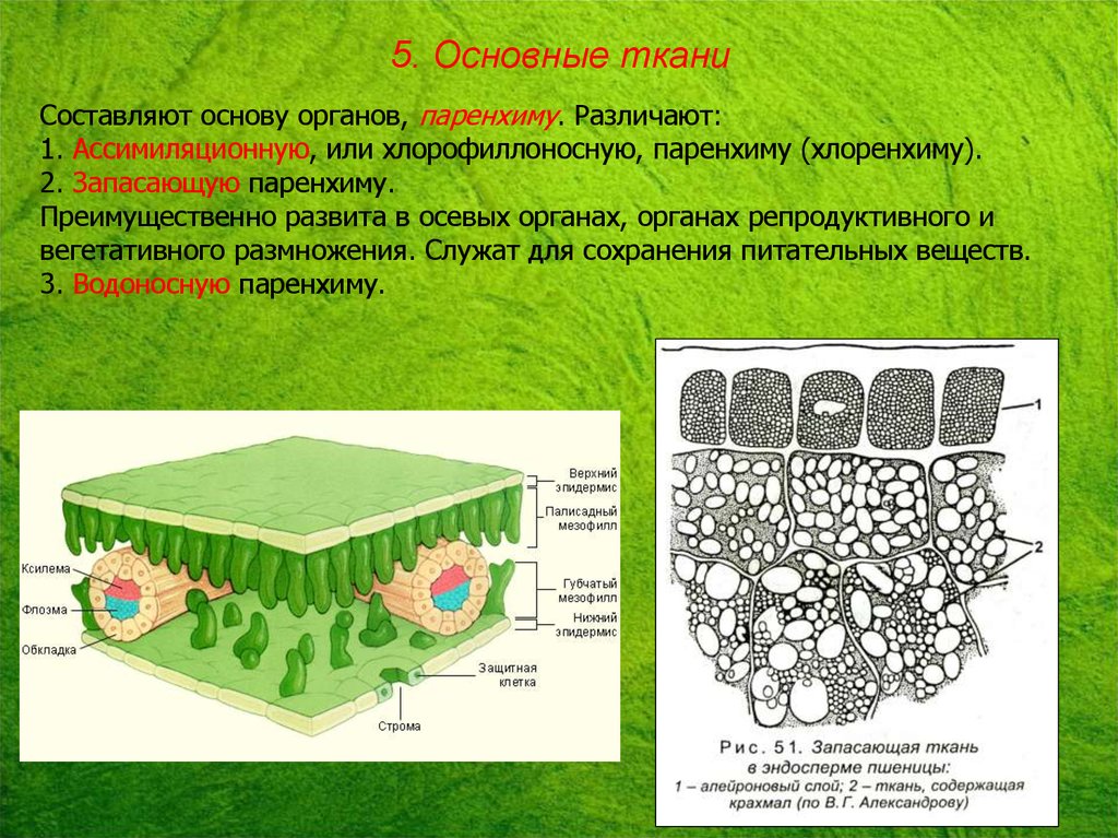 Основная ткань где. Хлоренхима ткань растений. Основные ткани ассимиляционная запасающая воздухоносная. Ассимиляционная паренхима строение. Столбчатая и губчатая паренхима.