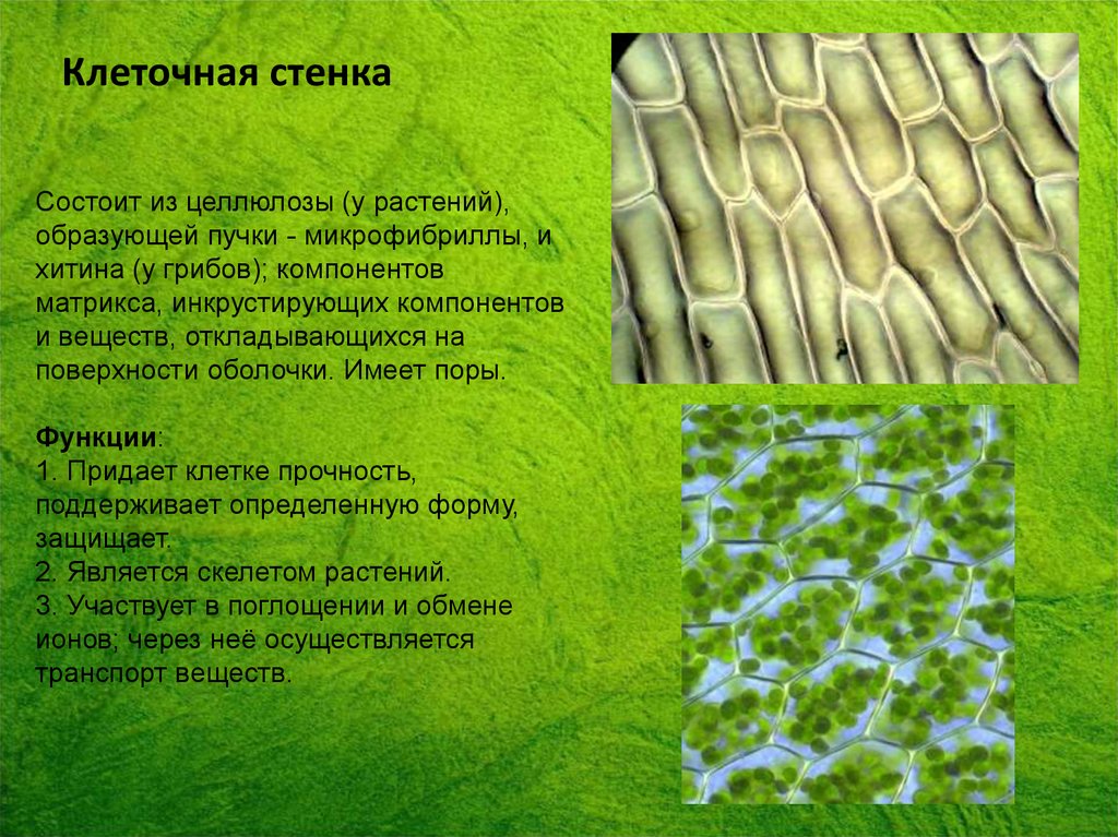 Строение растительной клетчатки. Целлюлозная клеточная стенка растительной клетки. Клеточная стенка состоит из. Клеточная стенка состоит из целлюлозы. Целлюлоза в клеточной стенке.