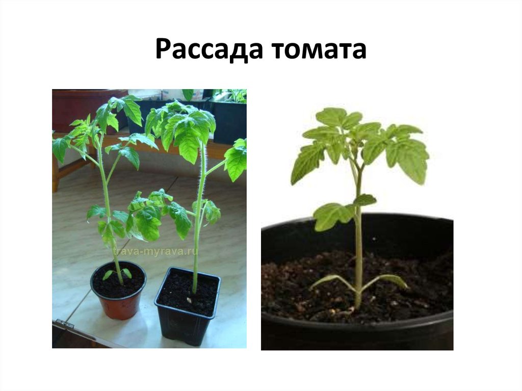 Как замедлить рост рассады томатов. Рассада помидор. Этапы роста рассады помидор. Расстановка рассады томатов. Рассада рост томата.