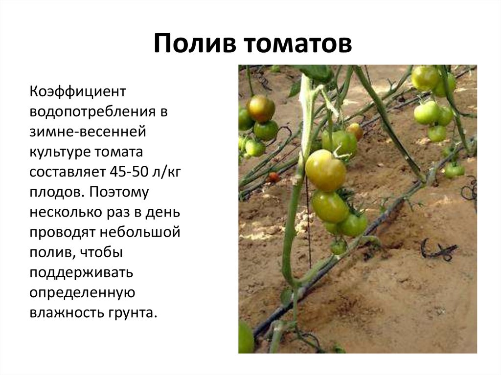 Презентация выращивание помидоров