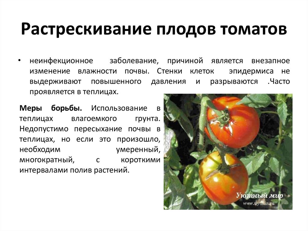 Нарушение плодово. Растрескивание плодов томата. Болезни томатов. Болезни плодов томатов. Симптомы неинфекционных болезней томатов.