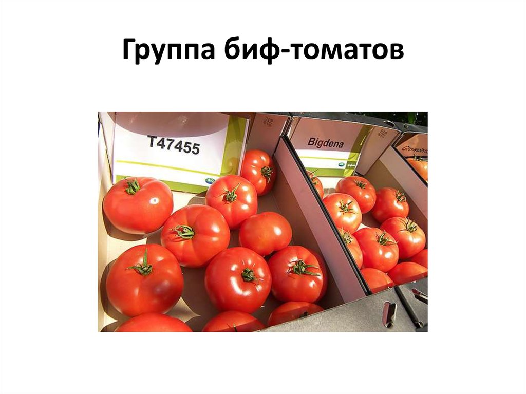 Сколько гр помидор. Группа томаты. Томат оранж биф. Томат биф Стар. Томатов в Обнинске.