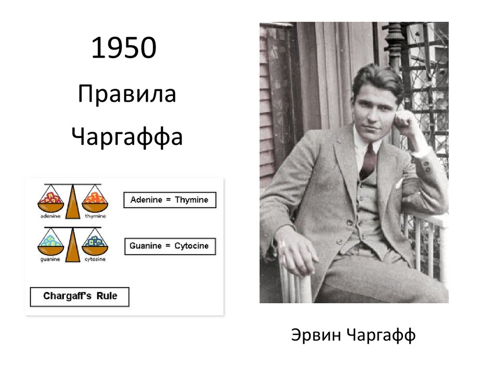 Правило чаргаффа. Эрвин Чаргафф вклад в биологию. Эрвин Чаргафф правило. 1944 — 1950 — Эрвин Чаргафф. Эрвин Чаргафф ДНК.