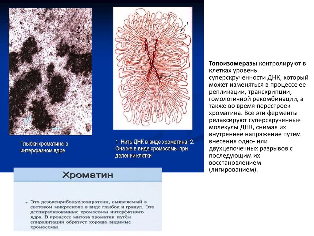 Ядерный хроматин. Хроматиновые глыбки. Хроматина в интерфазном ядре. Структура полового хроматина. Хроматин в ядре.