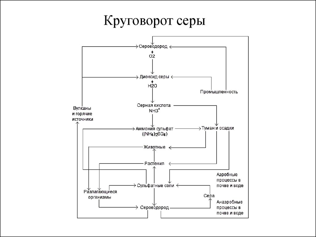 Какую роль играют микроорганизмы в круговороте серы составьте логическую схему круговорота