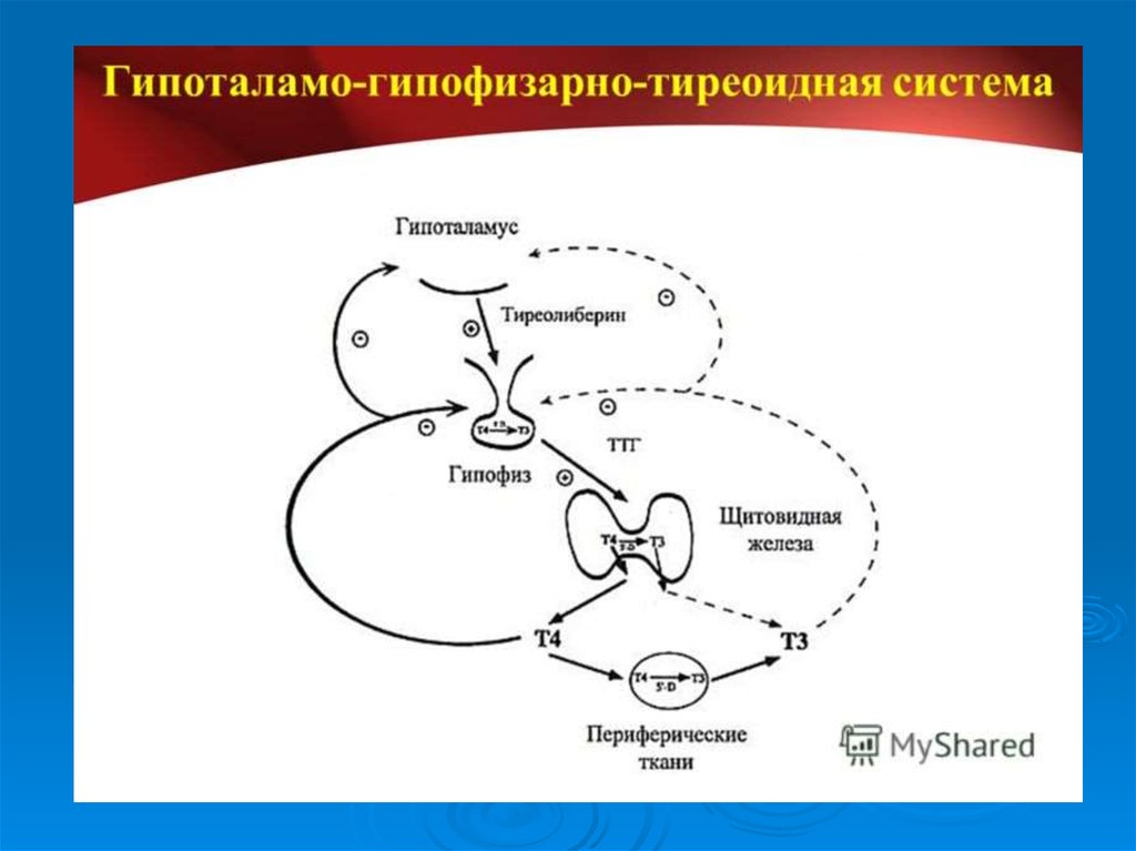 Схема гипоталамус гипофиз