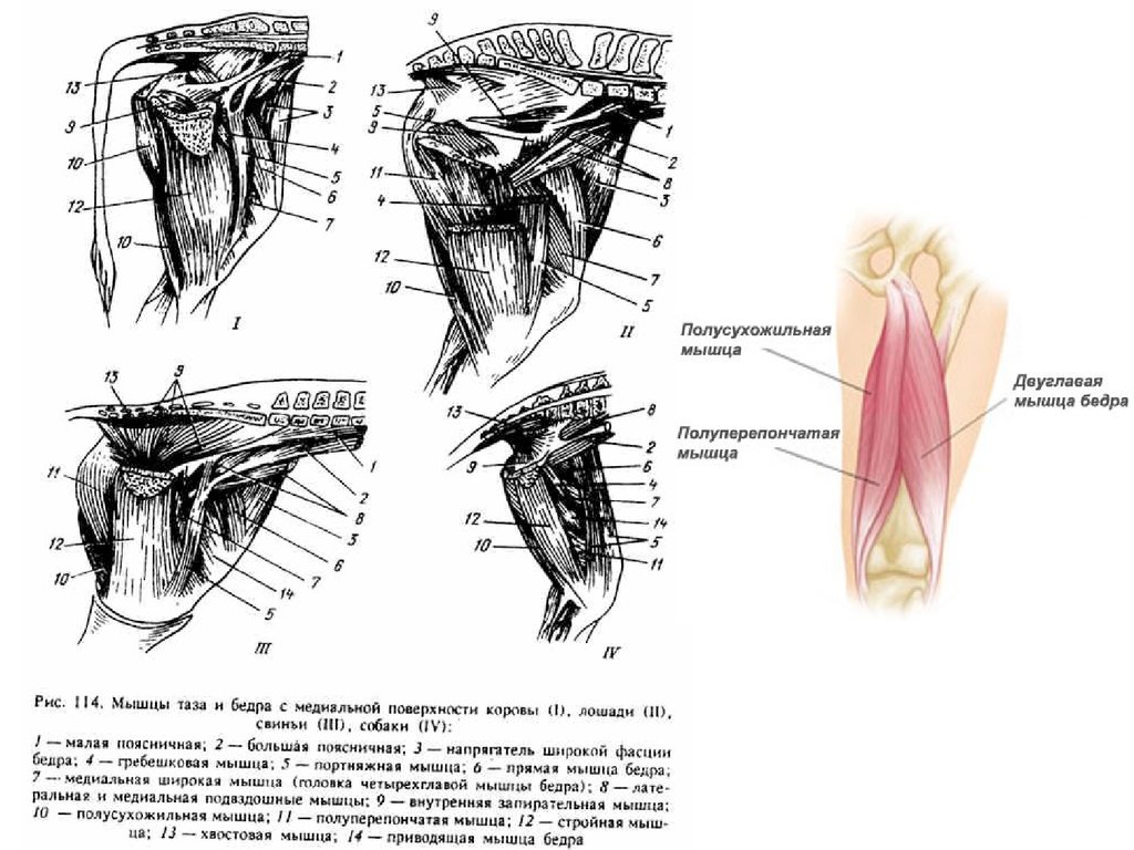 2 двуглавая мышца бедра