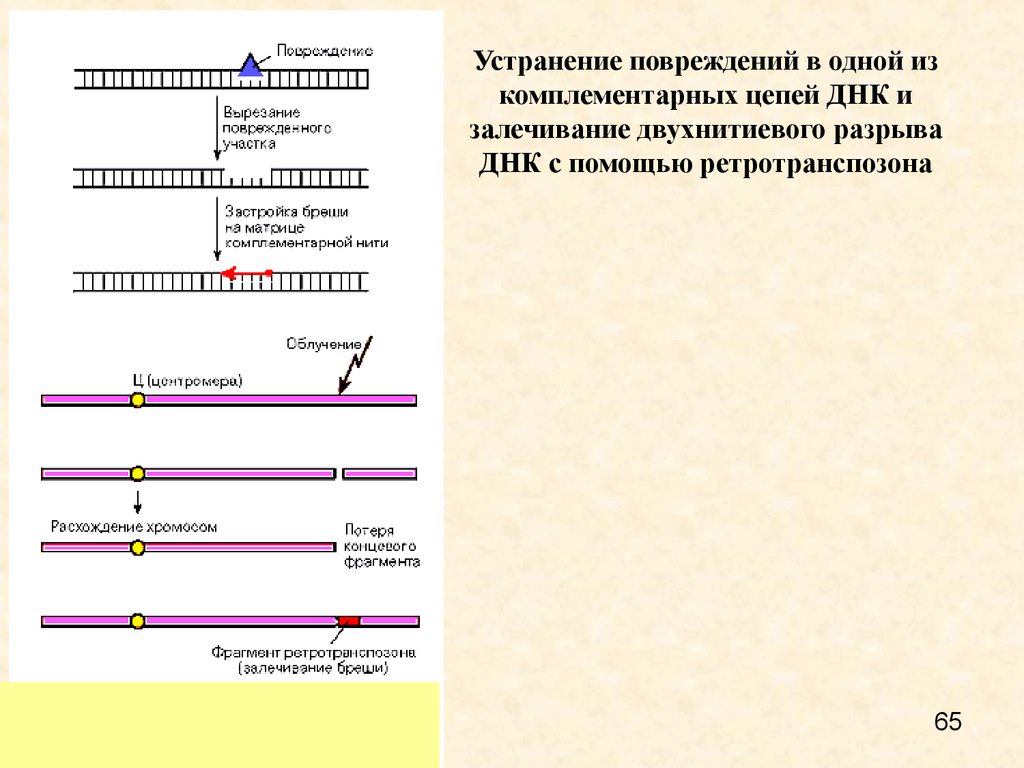 Начало цепи днк