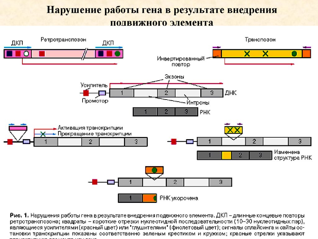 Нарушение генов. Ltr-ретротранспозонов. Транспозоны и ретротранспозоны. Ретротранспозоны строение. ДНК транспозоны и ретротранспозоны.