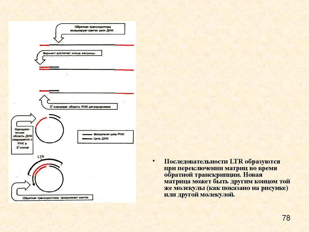 Обратная транскрипция синтез. Транспозоны и ретротранспозоны. Транспозоны это в генетике. Ретротранспозоны репликация. Ltr последовательность.