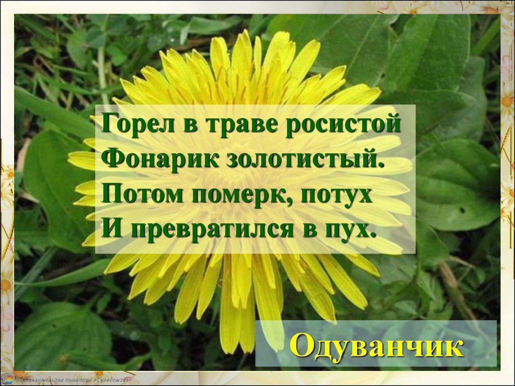 Изменения в неживой природе и жизни растений летом 1 класс презентация