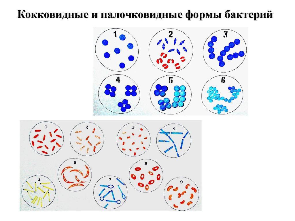 Палочковидные бактерии рисунок - 89 фото