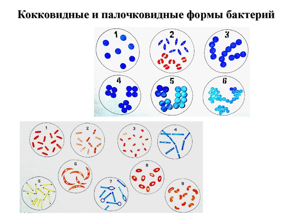 На рисунке показаны различные формы бактерий