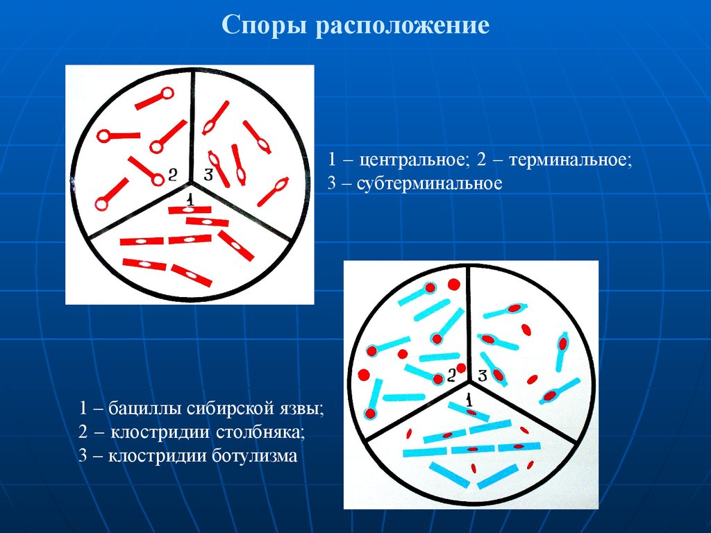 Центральное расположение. Терминальное расположение спор. Споры расположение. Расположение спор микробиология. Расположение спор.