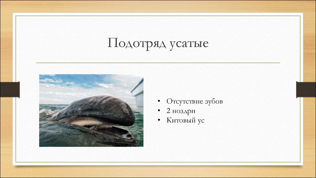 Подотряд. Подотряд усатые. Подотряд усатые представители. Представители подотряда усатых китообразных. Подотряд усатые киты.