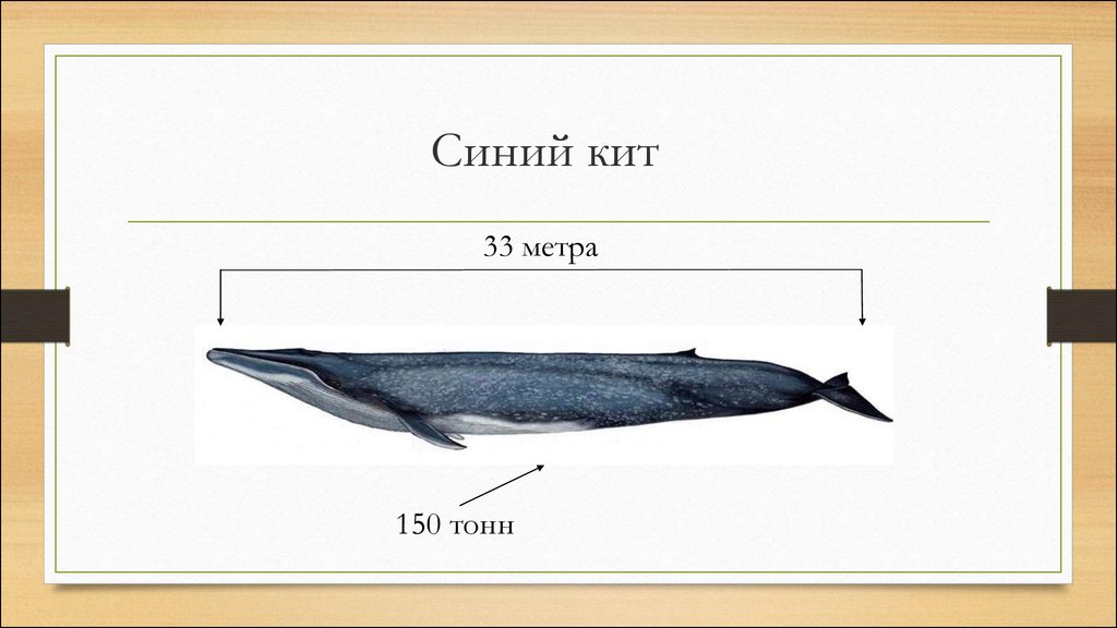 Масса синего кита достигает. Размер кита. Синий кит ≈ 150 тонн. Синий кит длина. Какого размера кит.