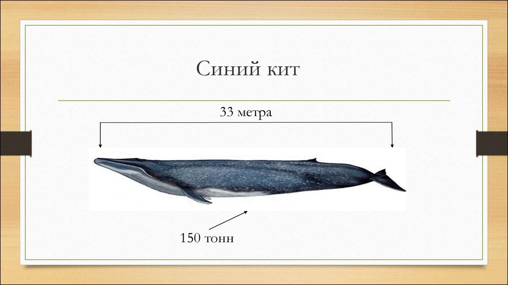 Физиологические признаки синего кита 5 класс. Синий кит Размеры. Синий кит ≈ 150 тонн. Кит длина тела. Строение синего кита.