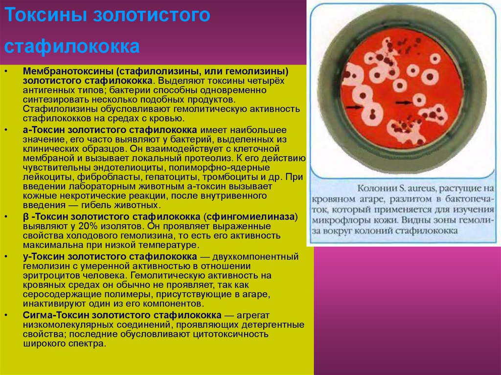 Staphylococcus aureus 4. Золотистый стафилококк микробиология препарат. Токсины стафилококка ауреус. Staphylococcus aureus микрофлоры. Золотистый стафилококк носительство проявление.